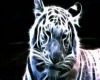 ~B~ Neon White Tiger