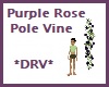 Purple Rose Pole Vine