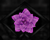 Purple Mericle Flower