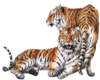 tiger mates