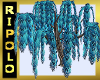 Blue Weeping Willow Tree