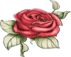 medium red rose