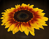 SunFlowerCutOutRug