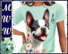 Boston Terrier