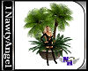 (1NA) Potted Palm Tree
