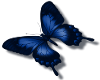 {L} blue butterfly small