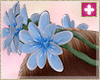 spring  crown blue