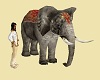 Indian Elephant anim