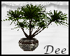 Winter Yucca Plant