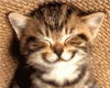 Kitten with smile