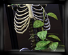 Skeleton Ivy
