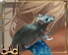 Cinderella Mouse