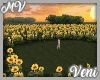*MV* Sunflower Field