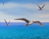 GAVIOTA ANIMATO_seagulls