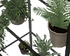 plants