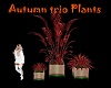 Autumn trio Plants