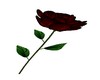 (MSD) Love Rose Pose