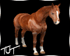 !T! Animated Horse