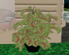 ~Potted House Plant~