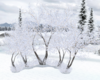 *Winter Alirium Trees