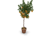 Tree Clementine