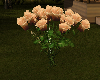 champagne roses