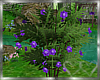 Butterfly Bush