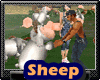 Anim>Sheep