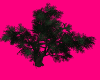 Bobcaygeon Beech Tree