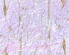 Lilac & Gold Wallpaper