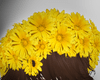 [Yellow-Flower Crown]