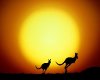 Sunset Kangaroos