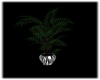 AA Palm Plant