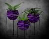 ANIMAL PRINT PLANTS