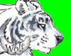 Winged W Tiger Sticker