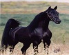 The Black Horse