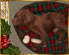 I~Cozy Christmas Puppy