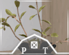 Potted Small Plant