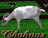 Cha`Zoo Animated Goat