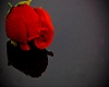 Red Roses Sarong