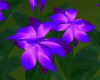 Wildflowers Purple