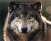 Wolf 3 Sticker