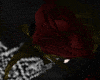 M-Rose