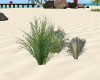 [OB] Tall Beach Grass