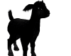 Black Baby Goat + sound