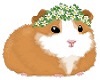 MY Guinea Pig