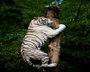 White Tiger In Tree