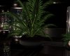 *Belong  Large Plant