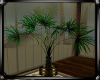 :D Lovers House Plant