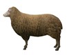 FARM SHEEP